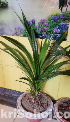 Indoor plants